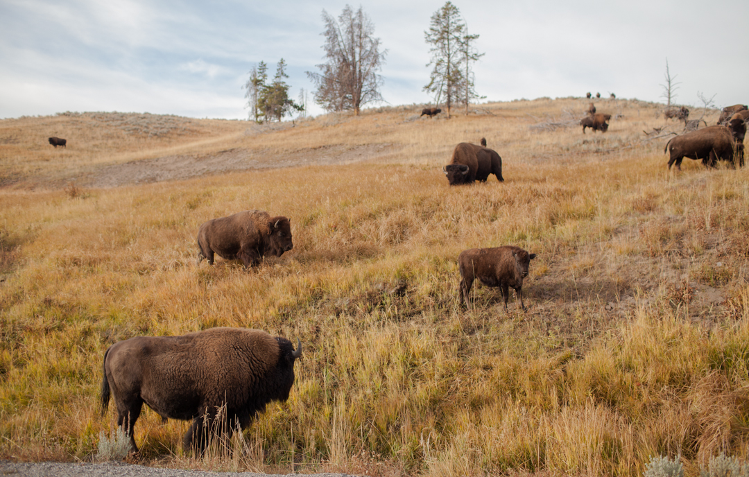 7-Day Itinerary | Grand Teton-Yellowstone-Glacier National Park ...