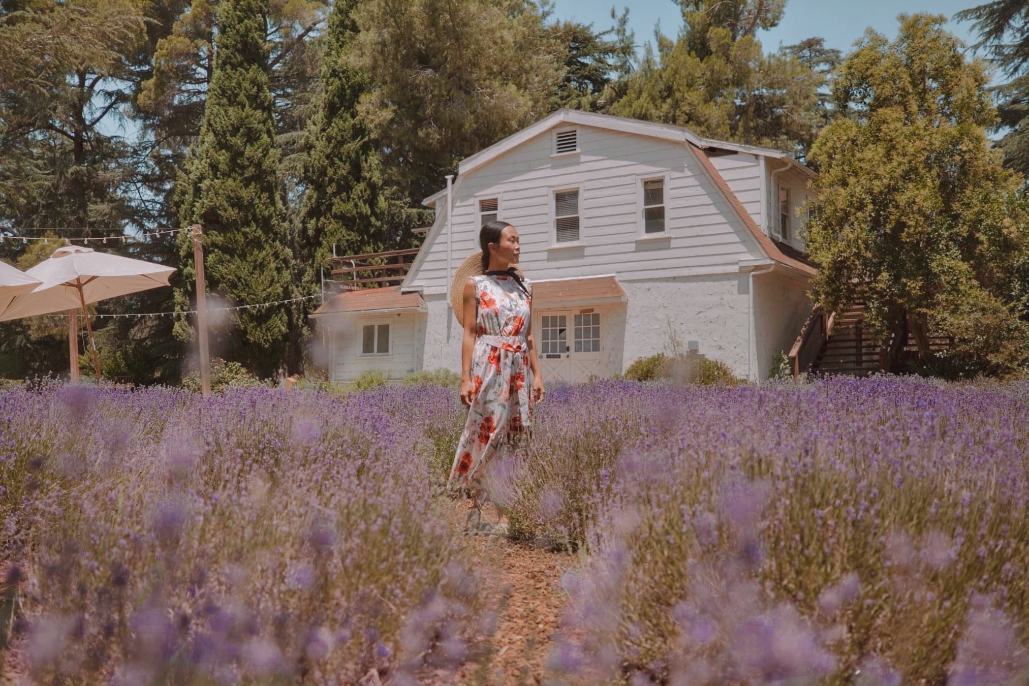 A GUIDE TO THE LAVENDER FESTIVAL BY 123 FARM inAra By May Pham