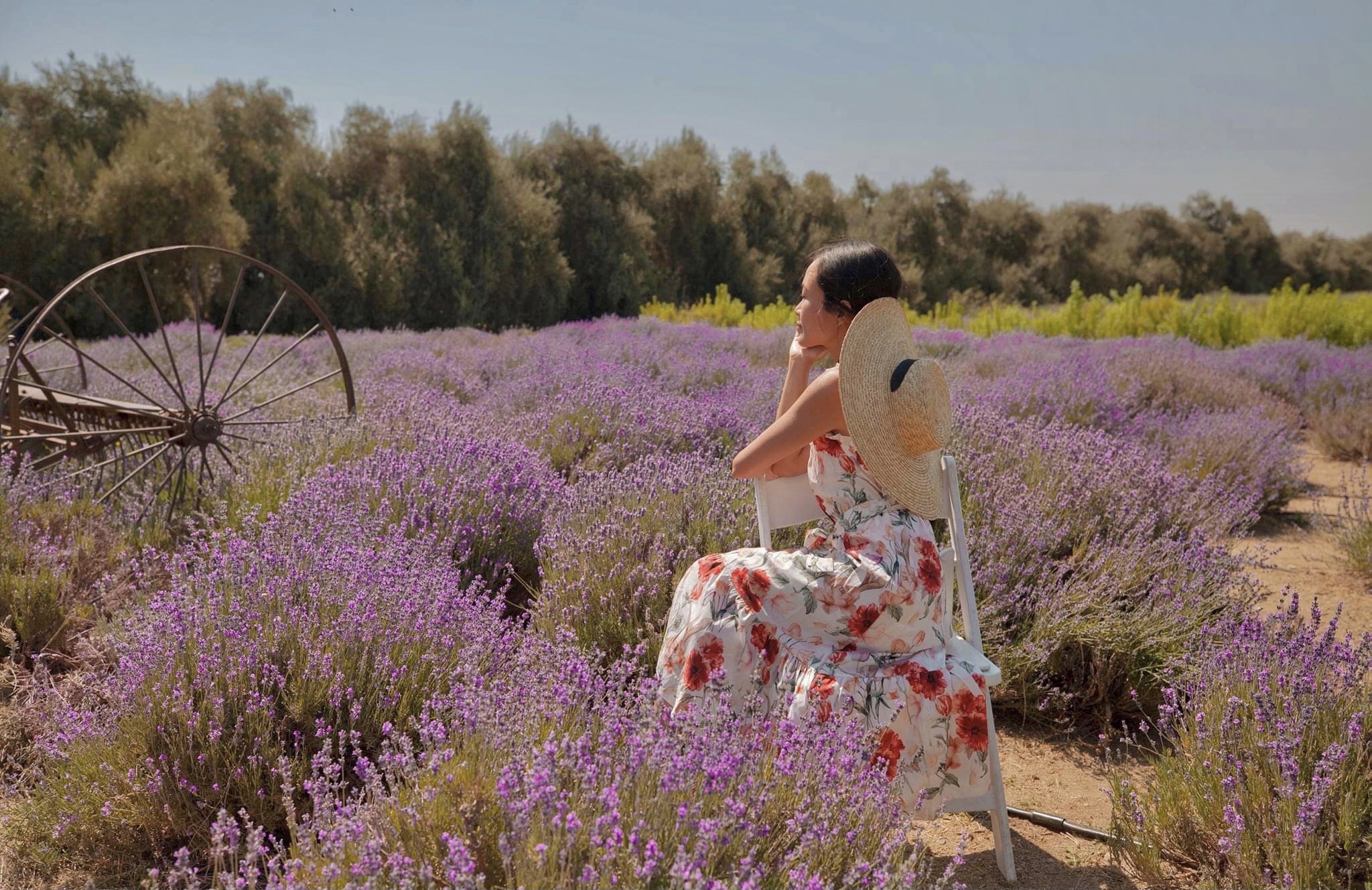 A Guide To The Lavender Festival By 123 Farm Inara By May Pham