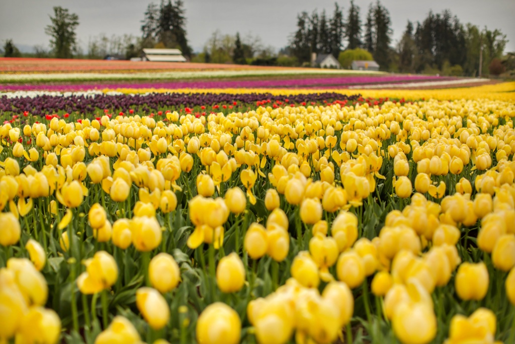 OREGON'S WOODEN SHOE TULIP FESTIVAL - inAra By May Pham